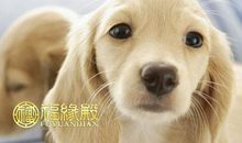 狗年名字怎么取