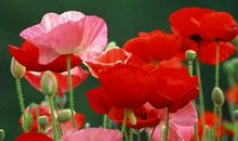 金箔金命的人有什么禁忌，开年时期禁忌摆放古董和过度饮酒