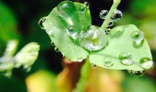 雨水节气出生的属猪人好不好 属猪雨水出生命运如何？(图文)