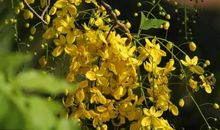 11月前有靠山、后有贵人，3生肖，大运惹不起，财势喜洋洋，金银大奖躲不掉