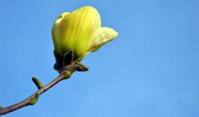 2020年贵人相助，正财横财如泉涌，吉星庇佑，喜事连连的四属相