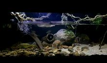 风水鱼缸的摆放位置-风水鱼缸招财