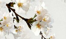 坐命星代表什么，命宫星曜对六亲有影响，掌控个人命运