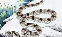 未来3个月，运势旺上加旺，好运不断的3大生肖