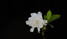 未来两年吉星庇佑，喜鹊登门报喜，运势高涨，富贵盈门的四属相