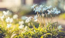 属虎的人2019年剩下时间到过年前能发财吗？(图文)