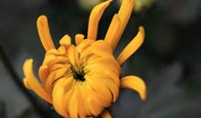 性格急躁，好胜心强的生肖女，旺夫一流，一生财库不缺钱，无忧愁