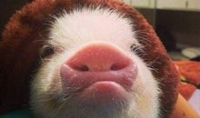 1月28号-2月，运势飙涨，五福临门，财喜两旺，八方来财的四生肖