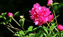 6月底，事业顺遂，桃花到来，与前任复合，心心相印的四大生肖