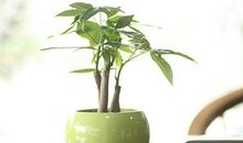 发财树的风水摆放有何讲究？