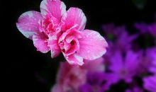 11月起收入喜人，事业运颇优的生肖，顺利赚大钱，业成名就