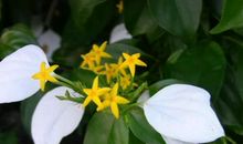 2月17号起，吉星照耀，好运相伴，事业高歌猛进的星座