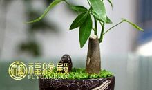 风水解说：发财树怎么养