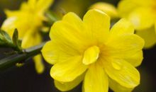 11月下旬开始喜迎富贵，财气冲天的生肖，未来30年不再为钱愁