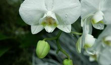 未来三个月内，3生肖好运悄然而至，财富日子指日可待！