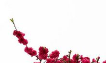 批八字终生算命可信吗,能预测女命婚姻幸福吗