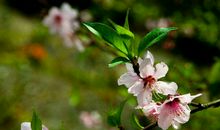 下个月财运大开，赚得一笔大钱的生肖，事业存款翻倍，羡煞旁人