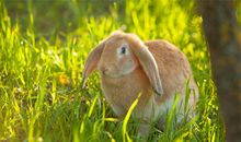 最冷血的生肖属相