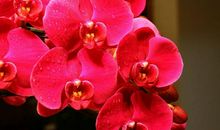 几个生肖一辈子注定不平凡，子成龙，女成风，福旺三代