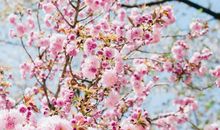 6月诸事逢凶化吉，正偏财大顺，事业财运都将步步高升的四属相