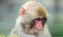 属猴的女孩性格特点