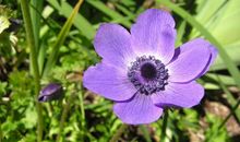 2月上旬，诸事顺利，好运降临，阖家欢乐的三大星座