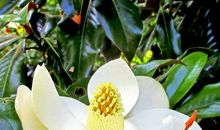 感情中慢热，一旦恋爱了就很深情，非常保守的生肖女