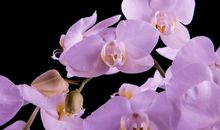 特别吸引异性，内向不爱说话，但是内心非常善良的生肖女