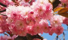 未来三个月运势扬帆起航，财运开花，意外横财不断的四属相