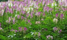 4属相明年喜气洋洋，家中富贵如云，财富翻番增长，享受快乐人生