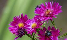 下月起横财天降，将会收获巨大，会有不少贵人的四属相