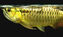 金龙鱼的风水意义