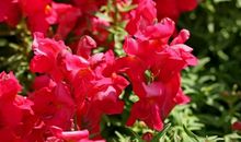 十二生肖1月29日提前播报：生肖虎按部就班，生肖蛇有条不紊