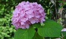 家有这生肖女，福气不断，赚钱赚不停，年龄越大越值钱，家业兴旺