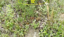 原创 丹霞源风水：兑宫天星及龙法