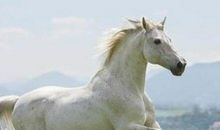 2002年属马的人2021年运势 20岁佩戴什么吉祥物好