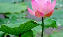 恭喜4生肖，鼠年2月天赐良机，事业红火，前程一片光明！