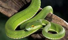 2001年属蛇的人2021年运势 21岁佩戴什么吉祥物好