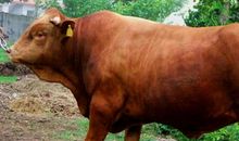 1997年属牛的人2021年运势 25岁佩戴什么吉祥物好