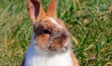 1999年属兔的人2021年运势 23岁佩戴什么吉祥物好