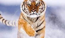 1998年属虎的人2021年运势 24岁佩戴什么吉祥物好