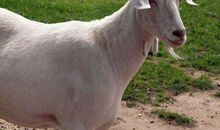 从2月起，八方来财，生意兴隆，财源滚滚的4个生肖