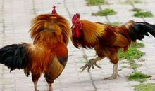 2005年属鸡的人2021年运势 17岁佩戴什么吉祥物好