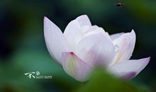 熬到15号喜事到，财运大旺，财富堆满山，金银滚滚来的3属相