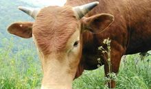 1997年属牛的人24岁本命年要注意什么？2021年本命年佩戴什么好