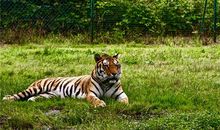 属虎的命中小人