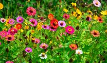 下半年与财神有缘，偏财横财接连光临，好运连连的四属相