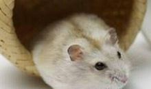 1996年属鼠的人2021年运势 26岁佩戴什么吉祥物好