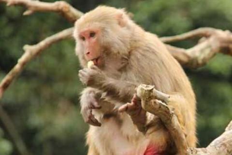 2004年属猴人2021年运势男命 04年出生17岁生肖猴男2021年运程详解