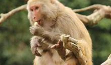 2004年属猴人2021年运势男命 04年出生17岁生肖猴男2021年运程详解